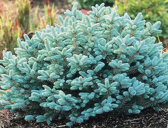 Blue Globe Spruce in a landscape setting