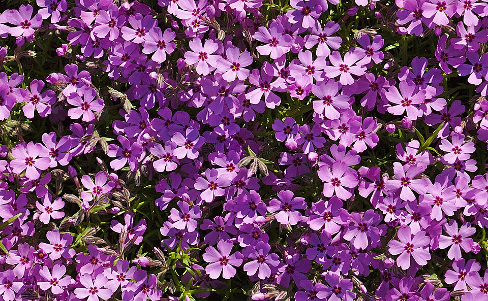 Creeping Phlox in a landscape setting