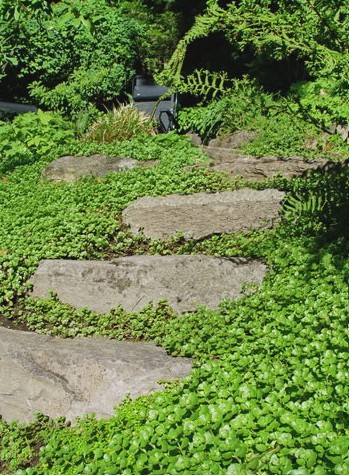 Creeping Sedum in a landscape setting