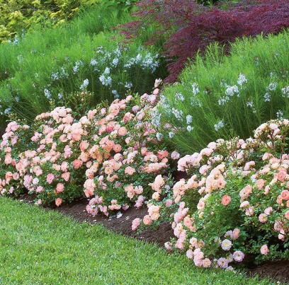 Drift Rose in a landscape setting