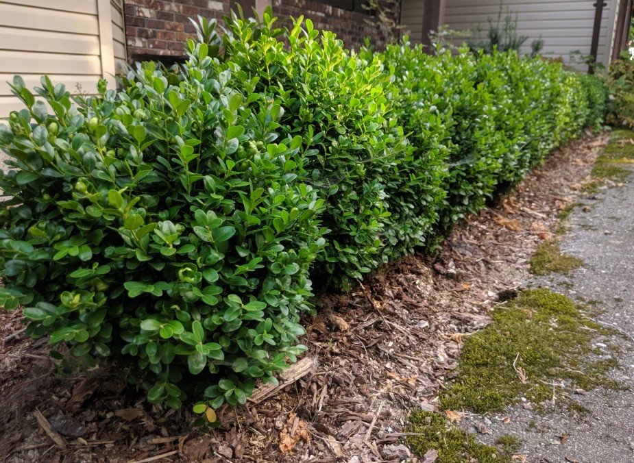 Dwarf Boxwood in a landscape setting