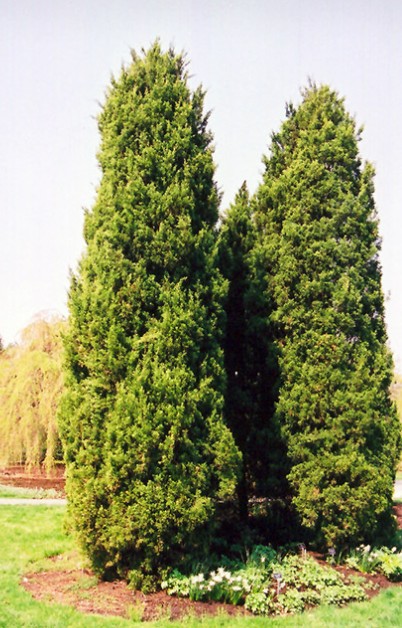 Eastern Red Cedar in a landscape setting