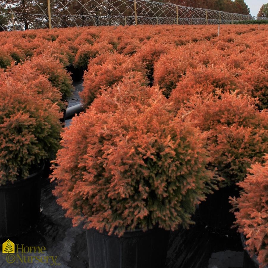 Fire Chief Arborvitae in a landscape setting