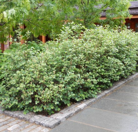 Fothergilla in a landscape setting
