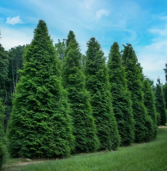 Green Giant Arborvitae in a landscape setting