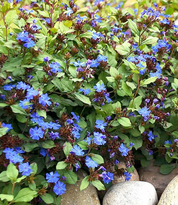Hardy Plumbago in a landscape setting