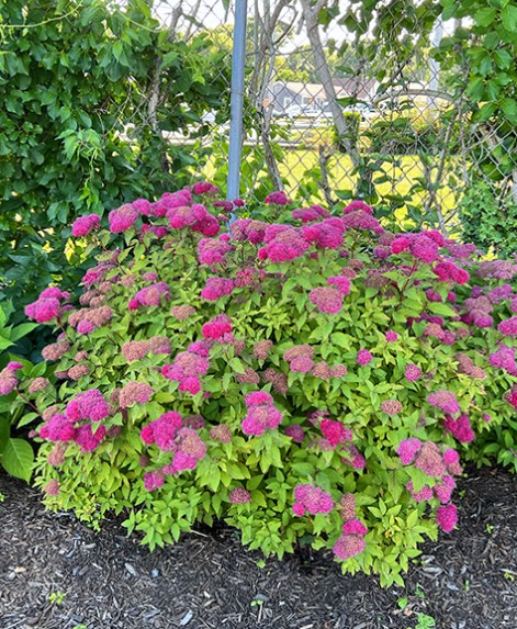 Japanese Spirea in a landscape setting