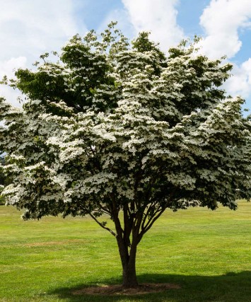 Kousa Dogwood in a landscape setting