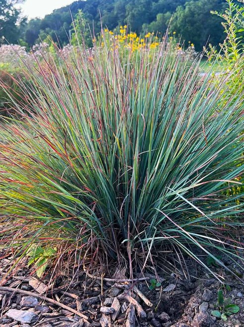 Little Bluestem in a landscape setting