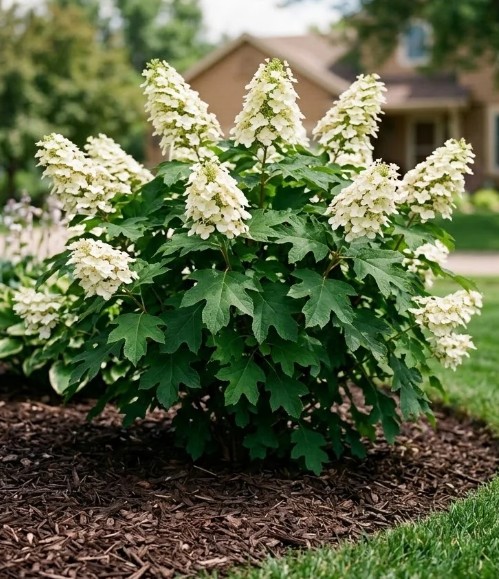 Oakleaf Hydrangea in a landscape setting