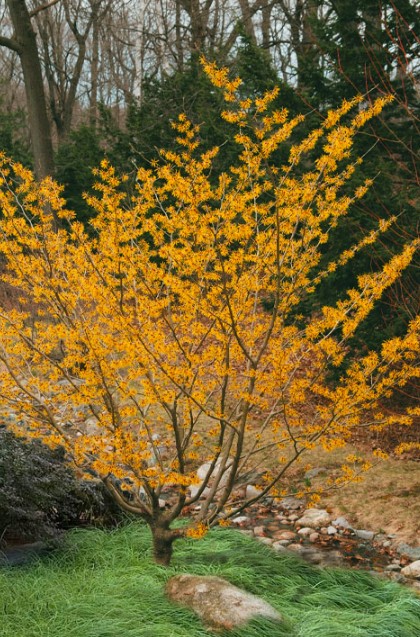 Ozark Witch Hazel in a landscape setting