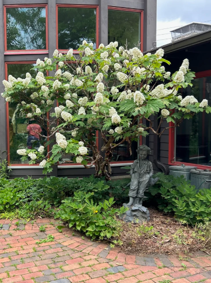 Panicle Hydrangea, Tree Form in a landscape setting