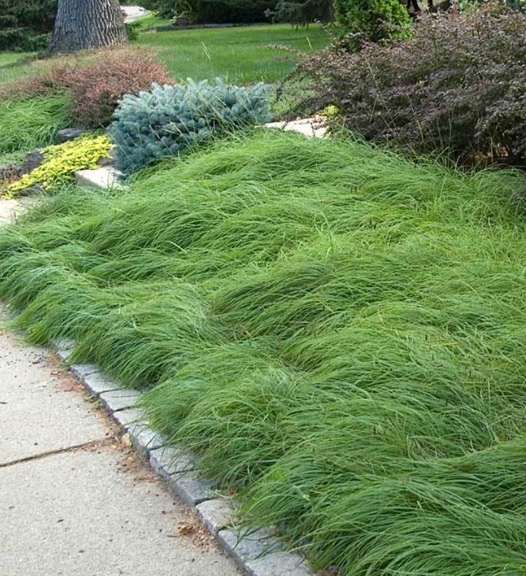 Pennsylvania Sedge in a landscape setting