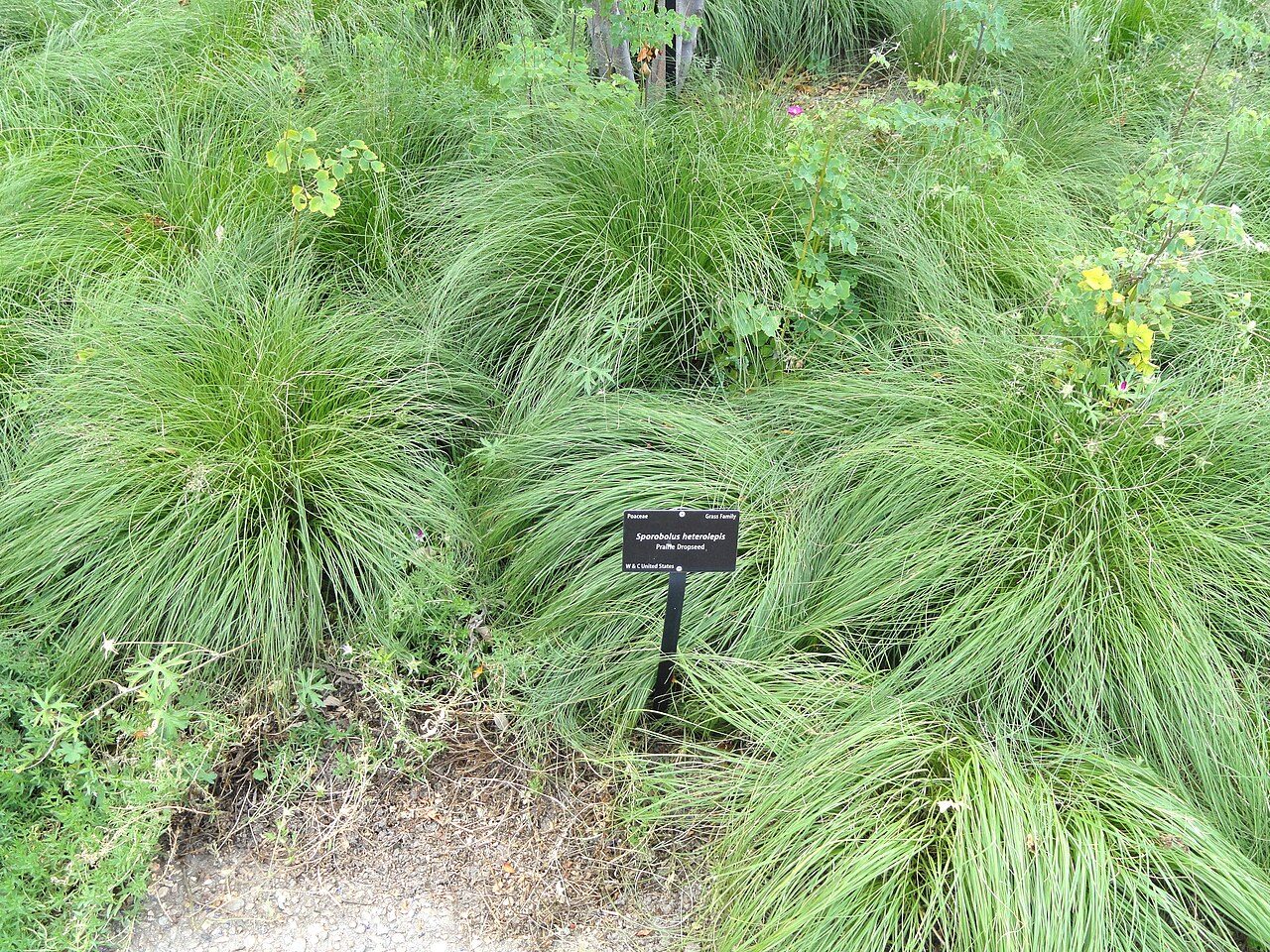 Prairie Dropseed in a landscape setting
