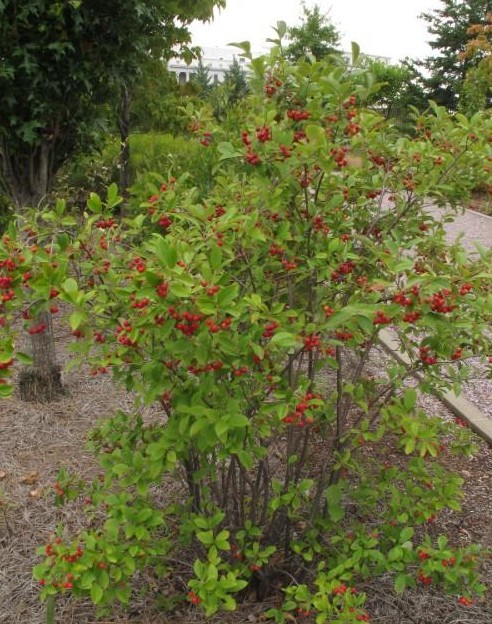 Red Chokeberry in a landscape setting