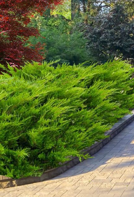 Sea Green Juniper in a landscape setting