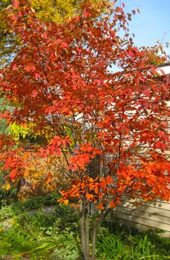 Serviceberry in a landscape setting