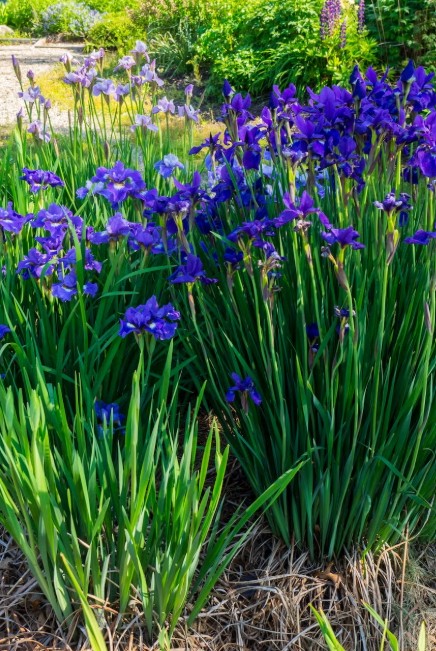 Siberian Iris in a landscape setting