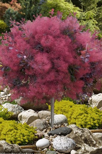 Smoketree in a landscape setting