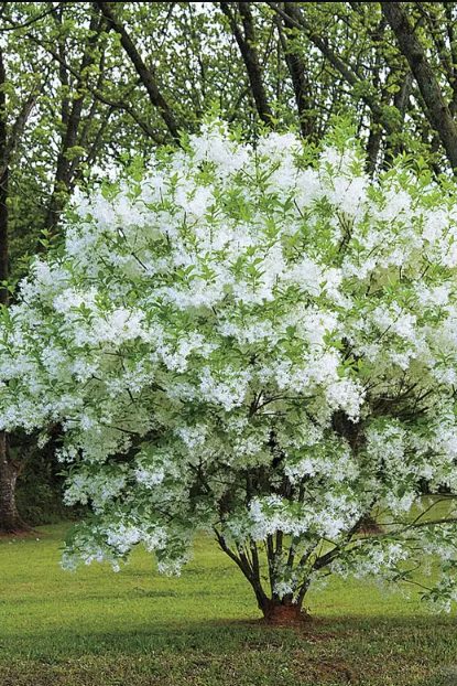 White Fringetree in a landscape setting
