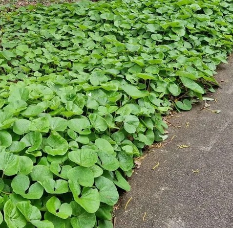 Wild Ginger in a landscape setting
