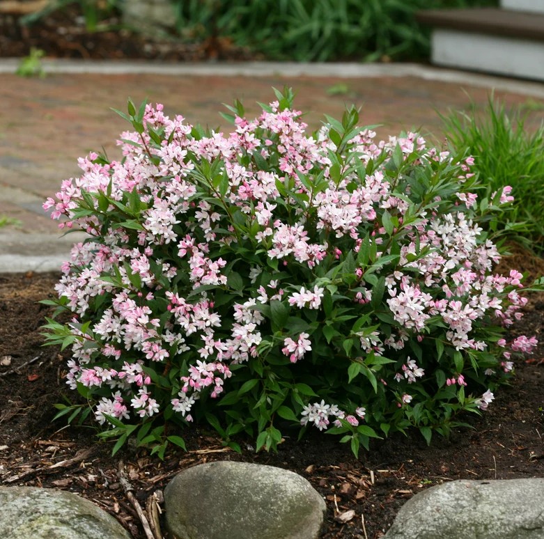Yuki Cherry Blossom Deutzia in a landscape setting